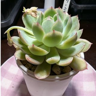 多肉植物し221 エケベリア グリーンエレガンス