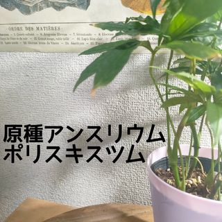【送料無料】原種 アンスリウム ポリスキスツム 苗B 観葉植物 希少品種
