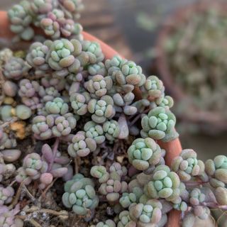 多肉植物　パープルヘイズ　10カット　カット苗